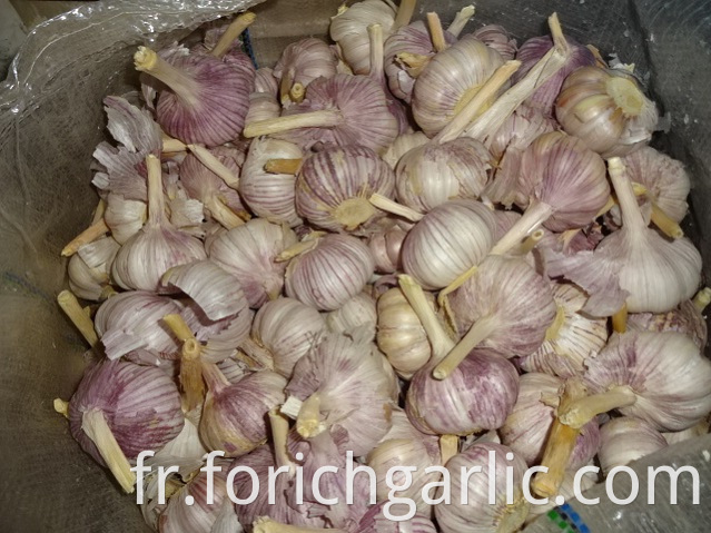 Fresh Normal Garlic Jinxiang